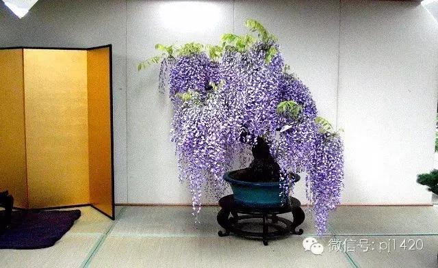 紫藤之美,紫藤迷人的气质