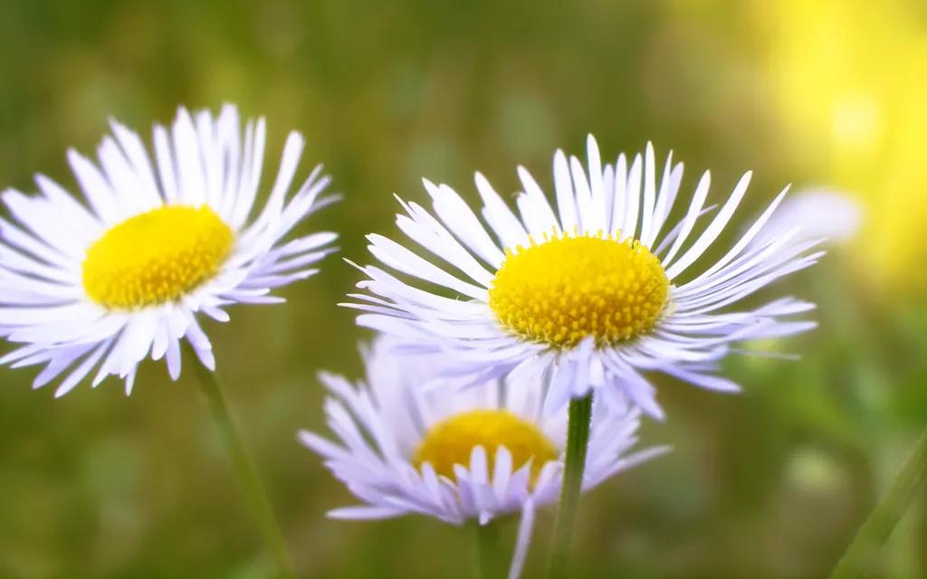 美学之旅，诗歌的标准是什么？如何评价一首诗的好坏？