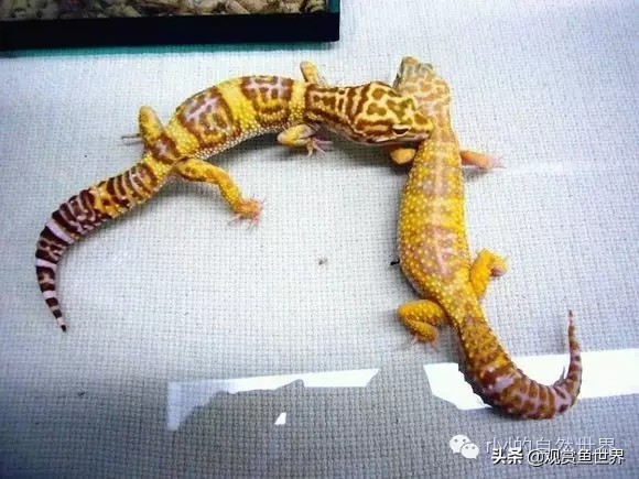 守宫最佳繁殖方法,守宫小技巧