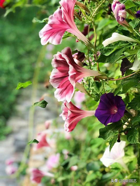 閲庣敓鍠囧彮鑺卞彲浠ュ湪鑺辩泦閲屾牻绉嶅悧,閲庡鍠囧彮鑺卞甫鍥炲鐩嗘牻