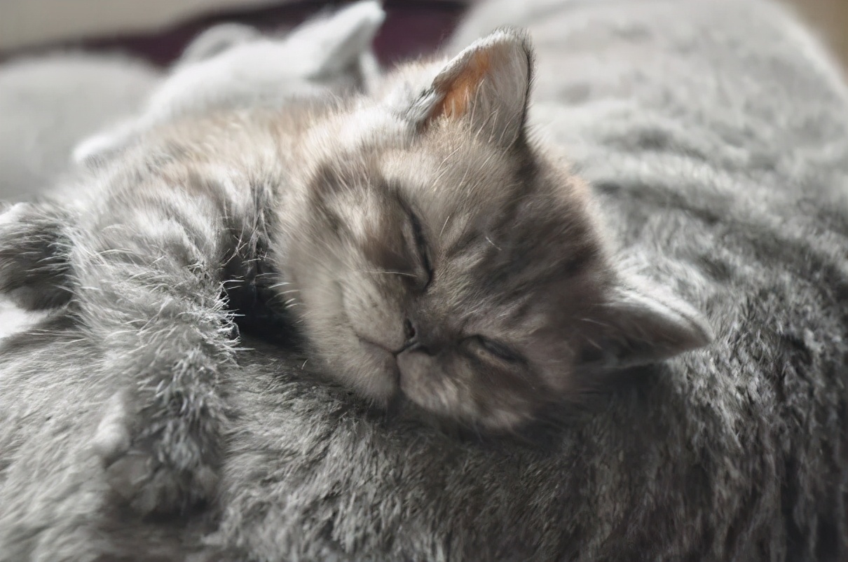 卡通猫咪微笑图片,微笑的猫咪表情包