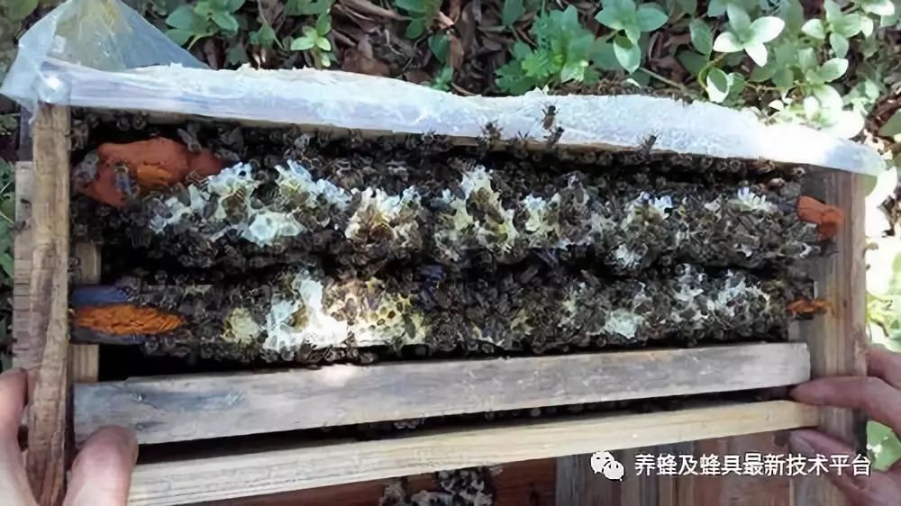 蜜蜂弱群怎么养成强群,蜜蜂养殖怎么把弱群变成强群