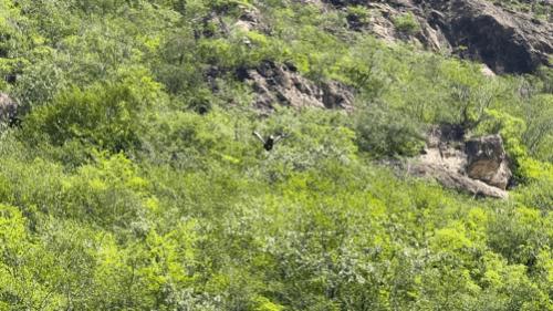 科幻片无人机,科幻片微型昆虫无人机