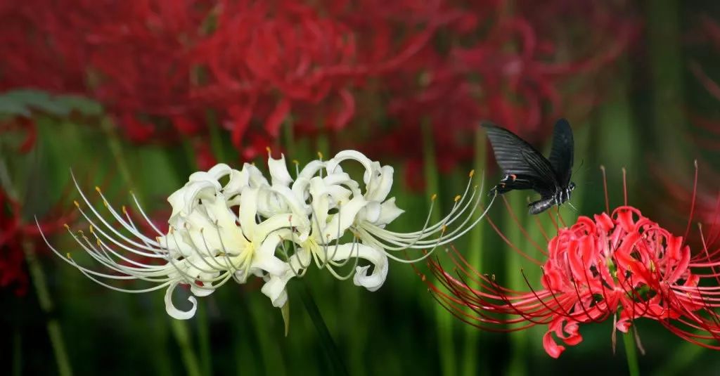 灵魂摆渡曼珠沙华的结局,灵魂摆渡的旁白曼珠沙华