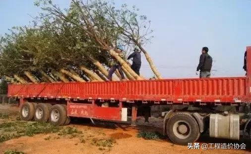 苗木市场价与工程价差多少,苗木报价一般是采购价的几倍