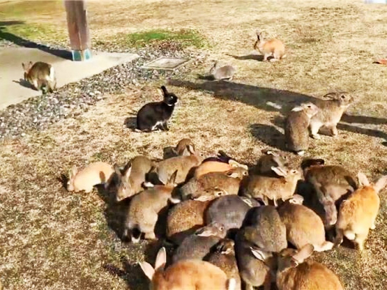 澳洲野兔100亿只最后怎么解决的,澳洲野兔泛滥成灾真相大揭秘