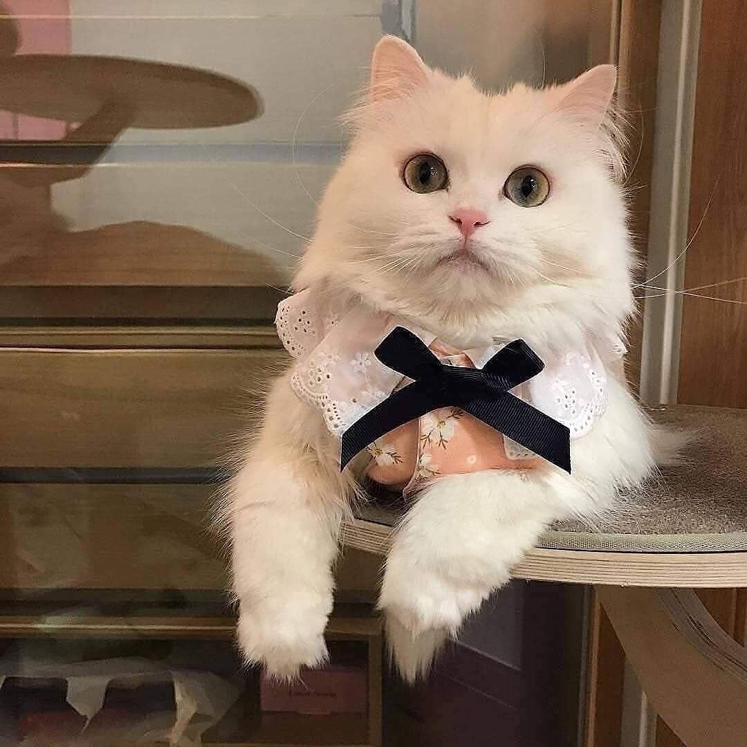 在车上带猫咪如何避免应激反应,过年回家带猫开车需要关注事项