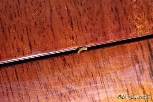 消灭皮蠹虫用什么药,蟑螂幼虫怎么消灭最彻底