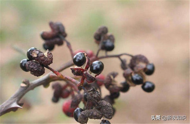 花椒病虫害的生物防治措施学习班,花椒种植管理技术与病虫害