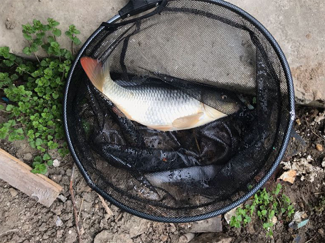 提竿刺鱼老是脱钩跑鱼,提竿刺鱼后如何防止拔河