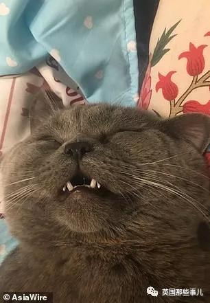 一晚啪了5只喵，累到在医院打点滴，这中国喵把英国人看傻了