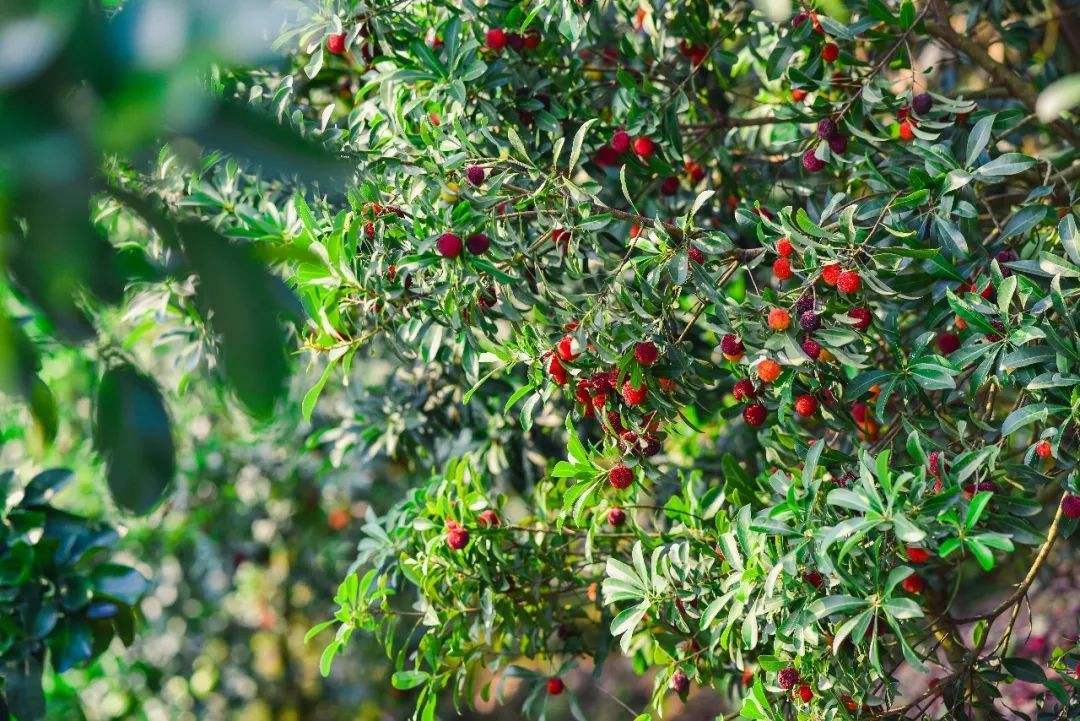刚种的杨梅苗怎么施肥,种植杨梅如何管理好土壤