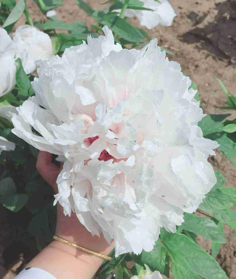 芍药只发芽不长枝条,芍药出芽到长叶子和开花过程