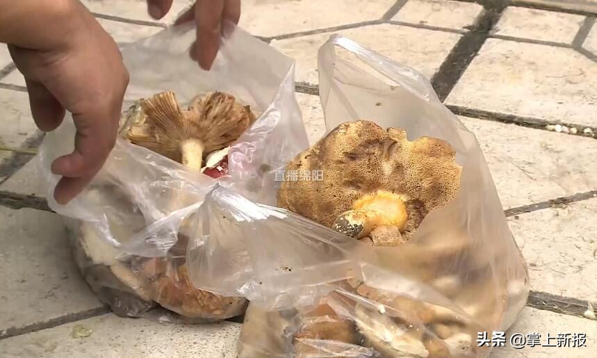 野生毒蘑菇烧毁,野生蘑菇当地市场监管部门烧毁