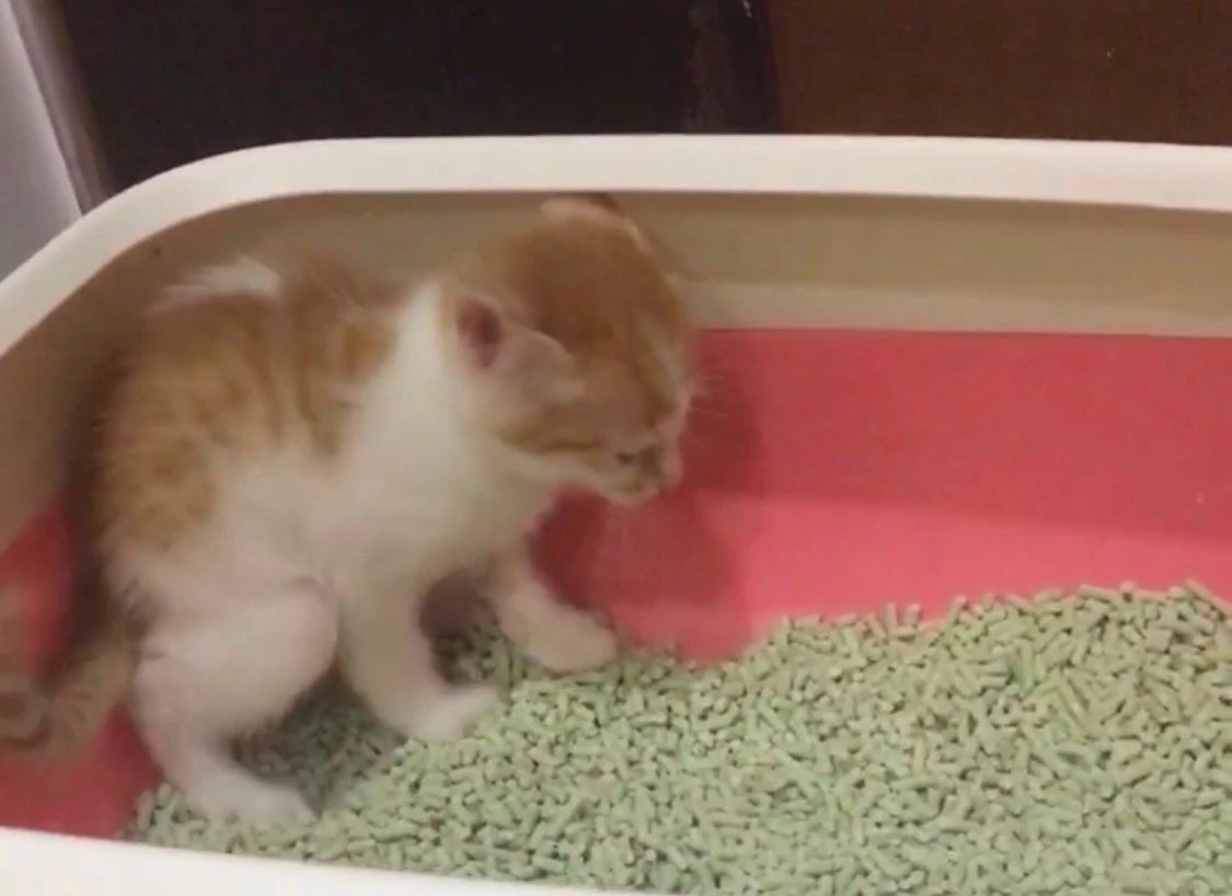 两三个月大的猫咪怎么养,猫咪只有两三个月大该怎么养好