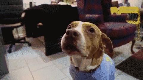 狗的爪子代表什么,关于狗爪的10个小知识