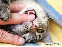 猫咪眼睛细菌感染的原因,猫咪身上有好多寄生虫不敢摸