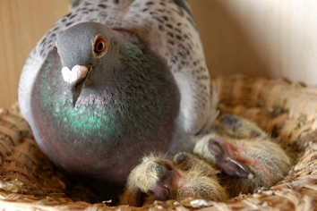 信鸽死精蛋多,赛鸽死了环值钱么