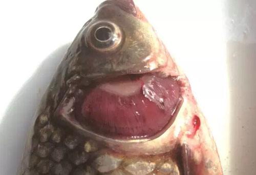 水产养殖鲫鱼鳃出血怎么治疗,鲫鱼鳃出血能用石灰吗