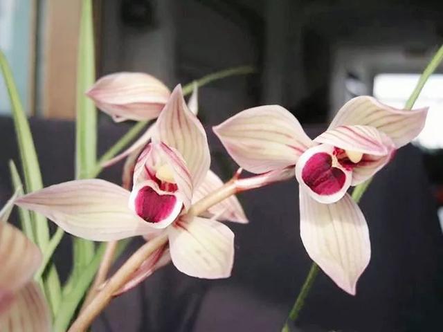 2023莲瓣兰心心相印什么价格,2020年莲瓣兰心心相印价格