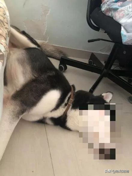 二哈伸腿被咬原视频,二哈咬伤自己