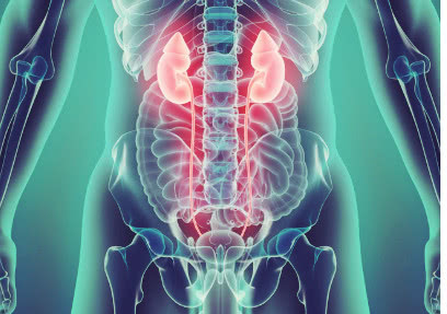 人体八大系统主要功能和病变,人体泌尿系统的组成全解