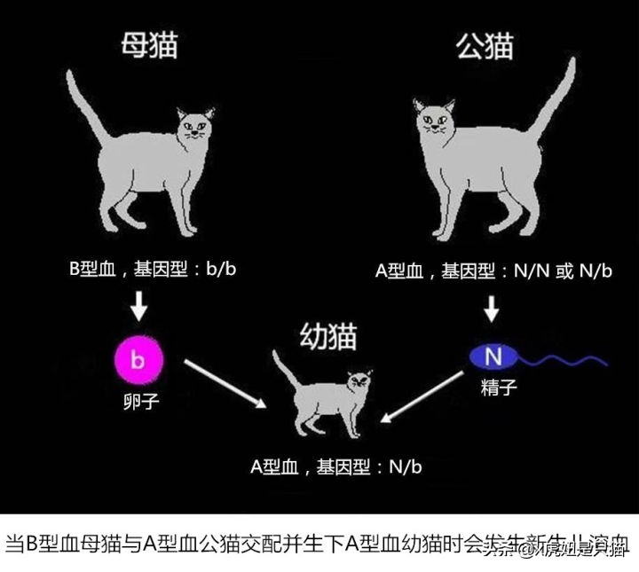 布偶猫繁育颜色,布偶猫如何繁育最好的品相