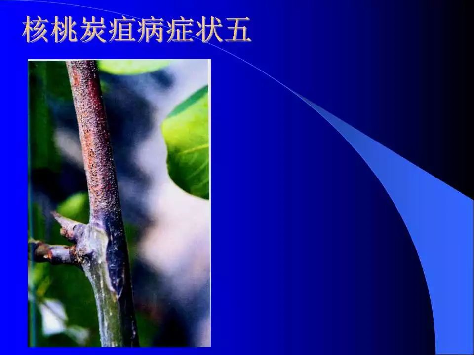 如何识别植物炭疽病和叶斑病,植物炭疽病的介绍