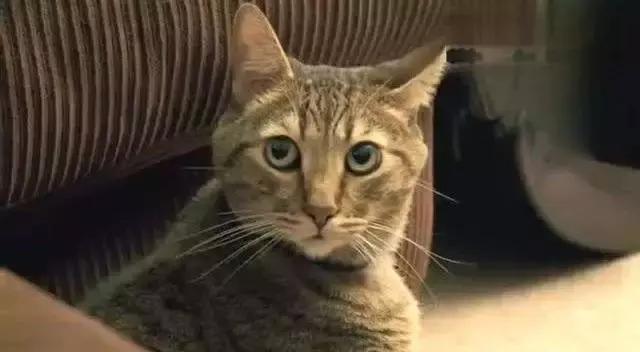 如何判断家里的猫是不是智障,猫咪弱智