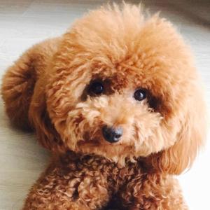 电子项圈制止泰迪吠叫,泰迪乱叫什么原因