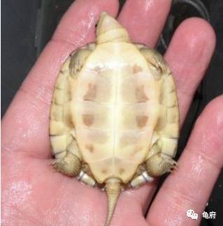 鉴赏花草模板,小青苗照片