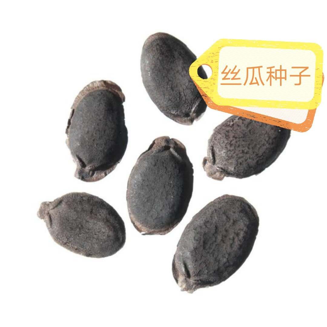 丝瓜白霉病防治,丝瓜烂果的原因及防治方法