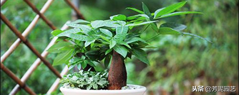 发财树出现白斑怎么解决,发财树有白斑是怎么回事