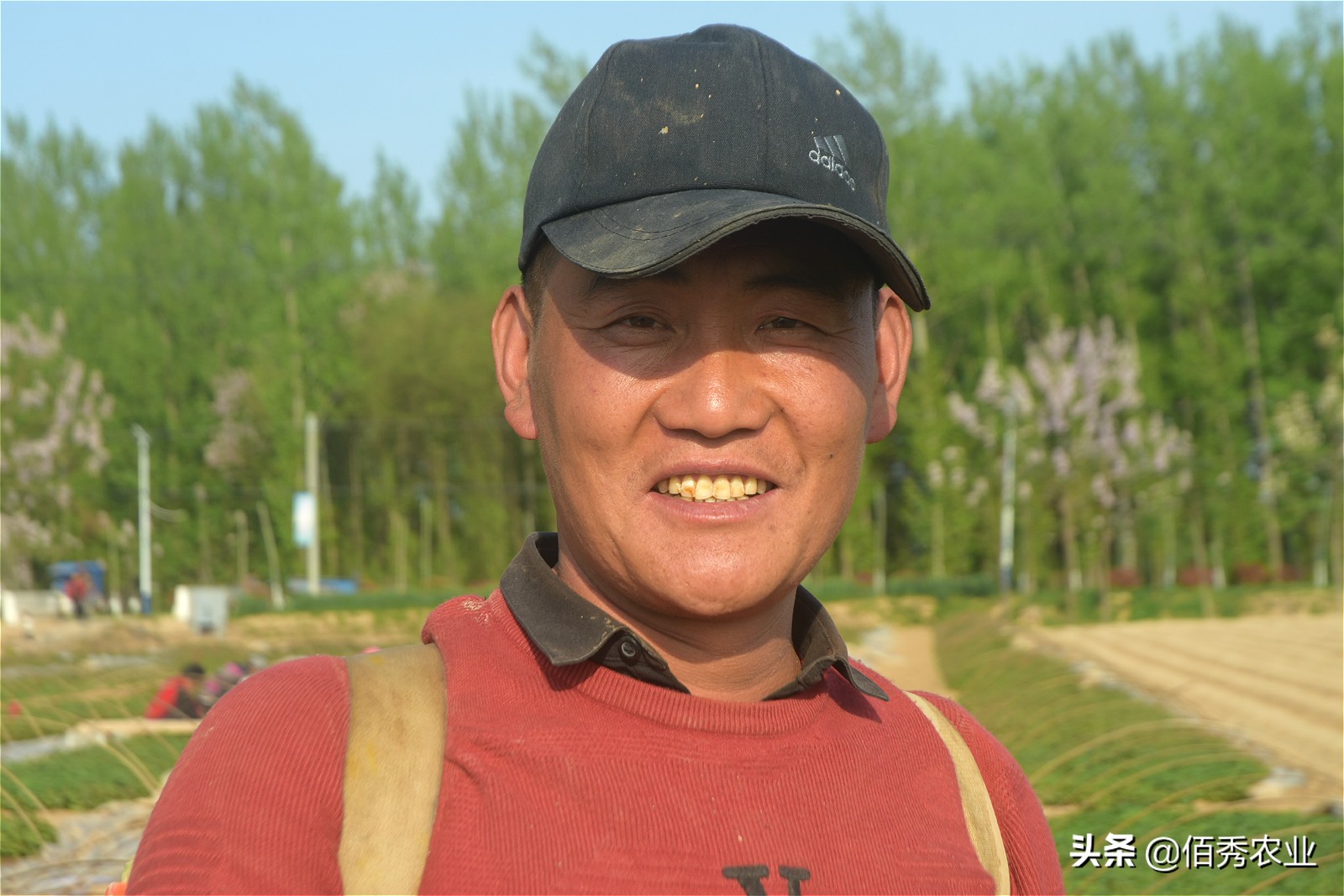 种红薯苗卖能挣钱吗,农民种植养殖年挣20万