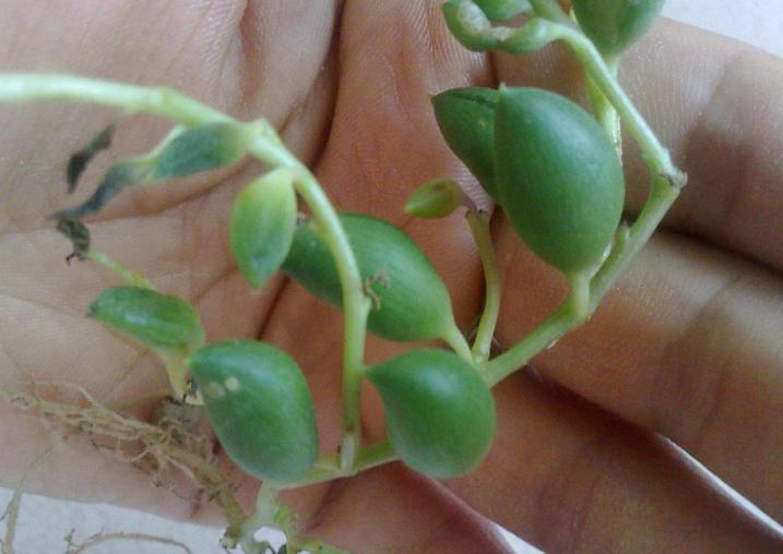 多肉佛珠长藤,多肉佛珠吊兰抗寒吗