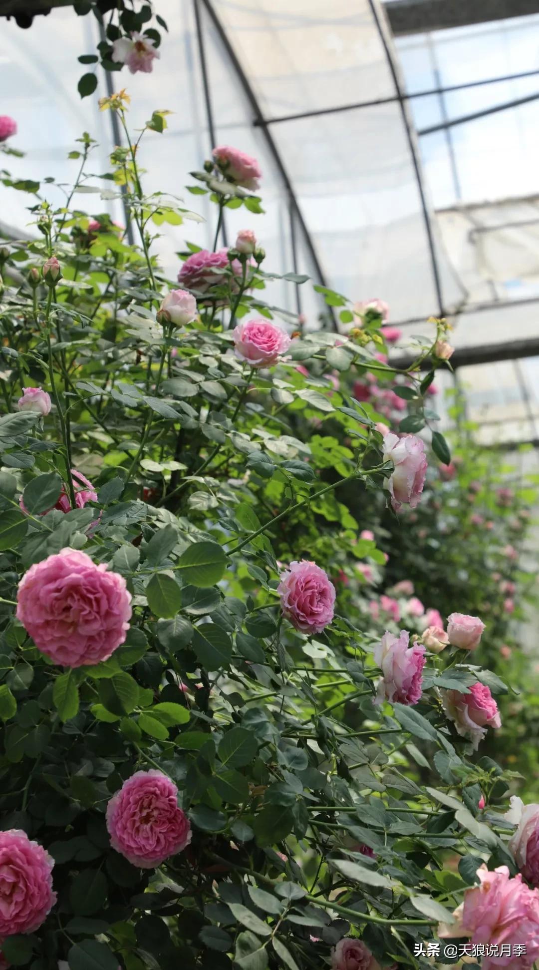 又一个十年,国产自育品种