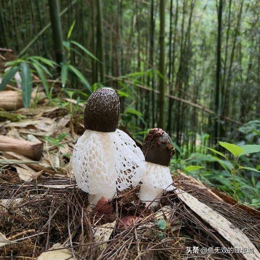 （鱼鳞文札）春食，童年最美味的游戏
