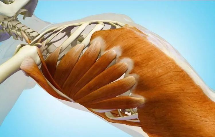 腹内斜肌和腹外斜肌功能,腹外斜肌的结构和功能