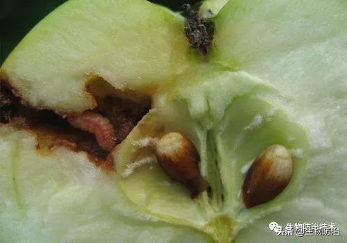 蛀干害虫是钻蛀害虫吗,果树枝干钻蛀害虫图片