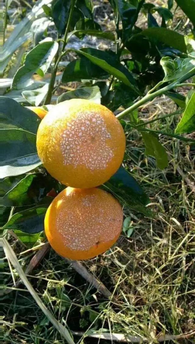 柑橘受冻害以及修剪,柑橘受冻后如何恢复树势