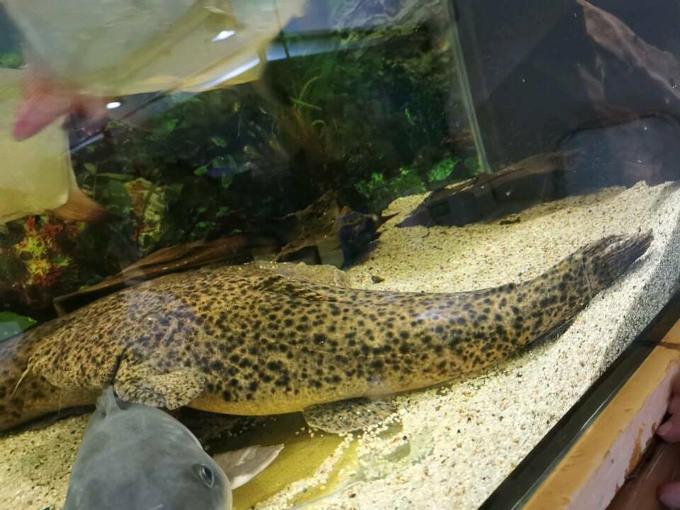 冷门热带小型观赏鱼,简单好养的观赏鱼都有哪些