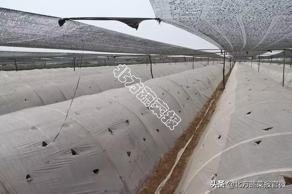 大姜生芽温度高了怎么补救,大姜苗期水分过大会造成什么情况