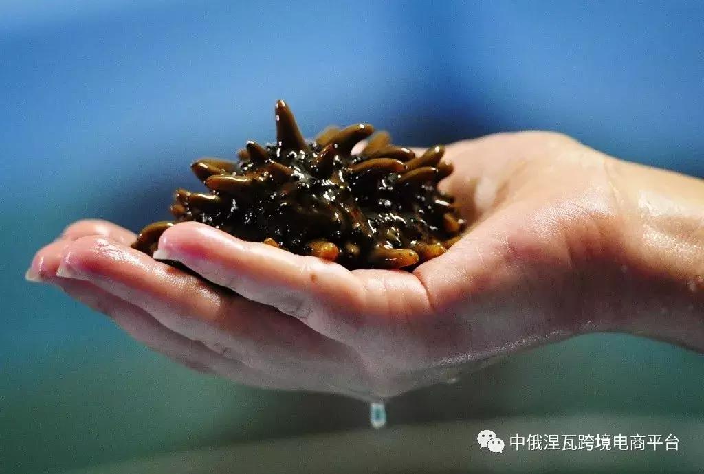 俄罗斯海参怎么分参龄,俄罗斯的海参好还是辽参好