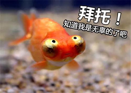 鱼缸水发浑发臭咋回事,鱼缸刚换的水就变浑浊发臭