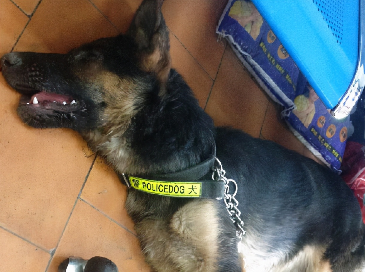 德牧呕吐白沫啥原因,德牧呕吐的厉害