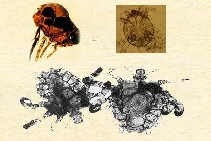 过敏性皮肤夏天防蚊虫叮咬,小心蚊虫叮咬