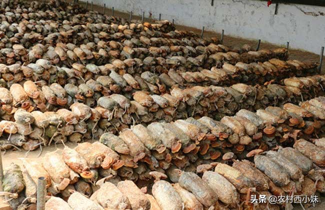 灵芝种植怎么预防霉菌,灵芝绿霉菌发生了怎么处理