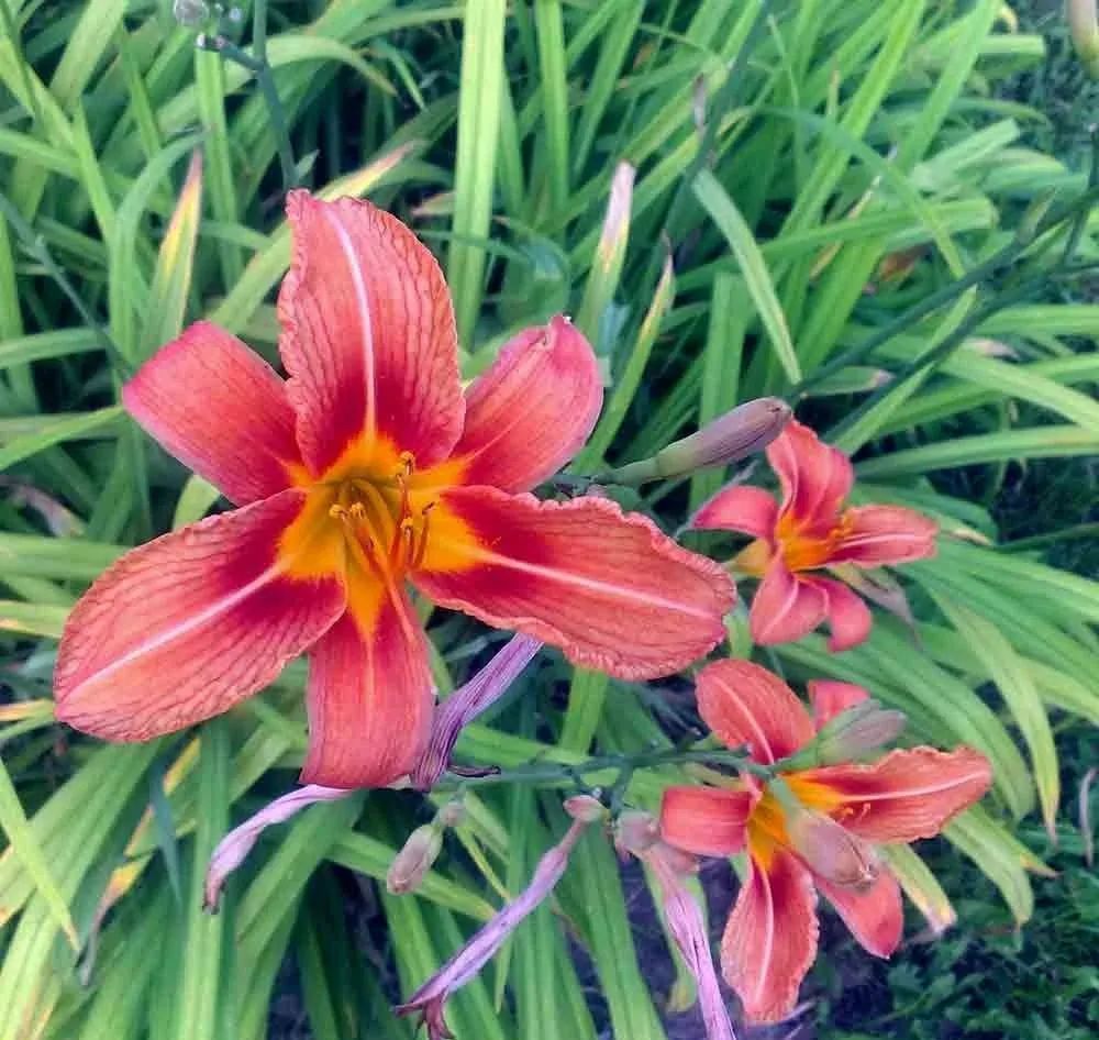 中国的母亲花叫什么,中国的母亲花是什么样子的