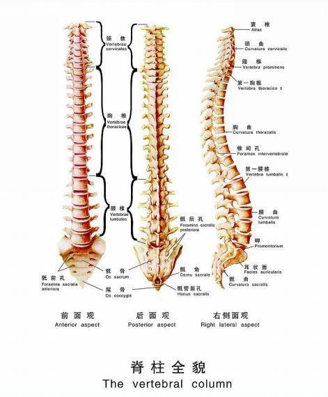求实瑜伽丨瑜伽后弯太难？那是你没有找对技巧