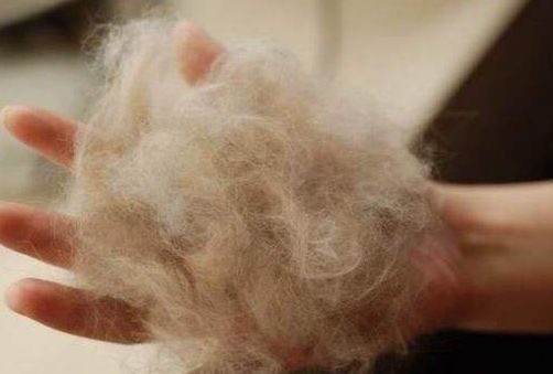 猫老是掉籽,猫把毛剃了有什么坏处